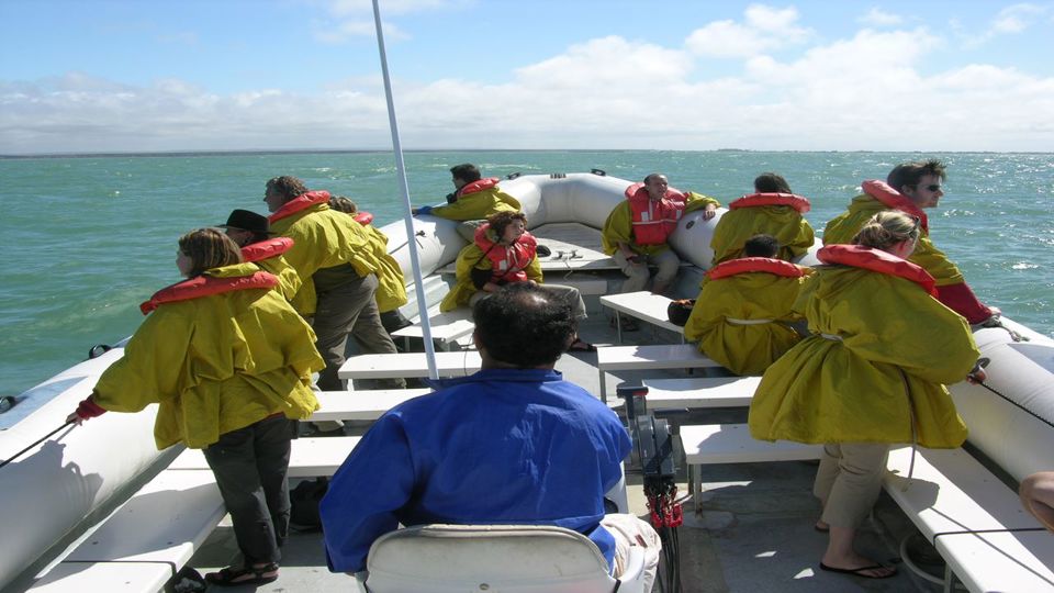 Observação de Toninhas e Pinguins em Punta Tombo foto 5