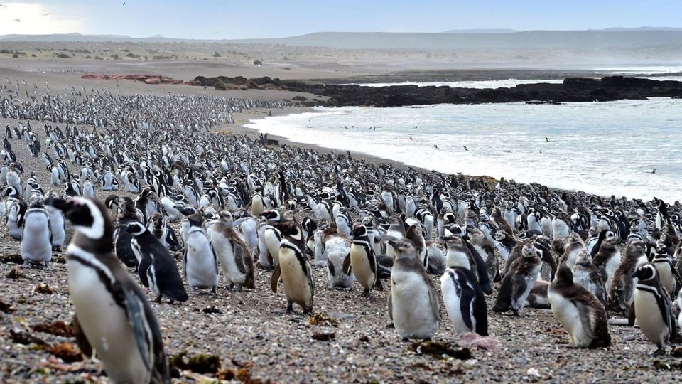 Observação de Toninhas e Pinguins em Punta Tombo foto 1