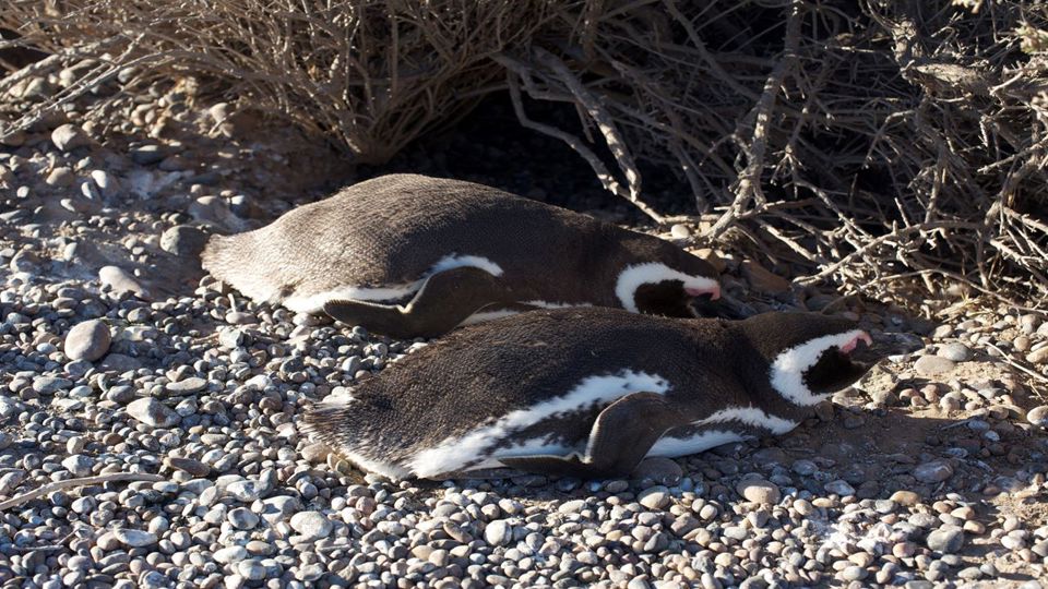 Observação de Toninhas e Pinguins em Punta Tombo foto 3