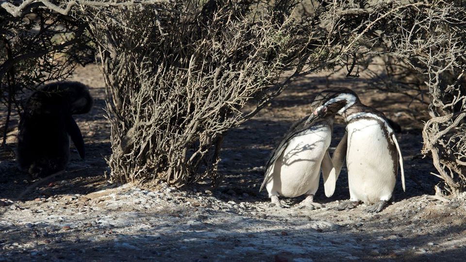 Observação de Toninhas e Pinguins em Punta Tombo foto 4