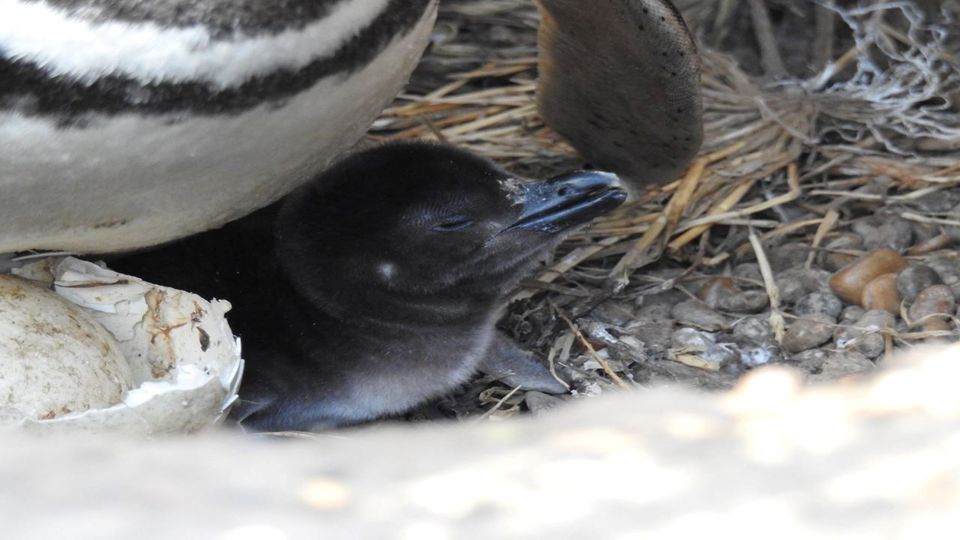 Estancia Bahía Vera & Punta Tombo Penguins foto 6