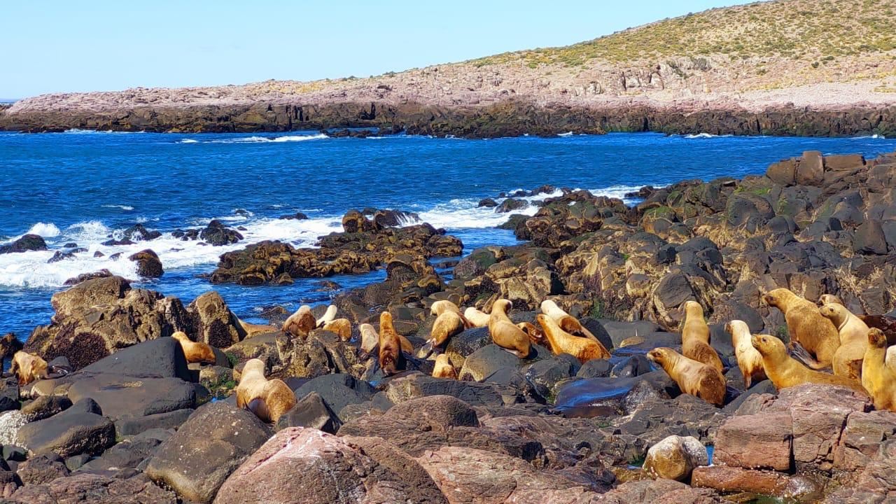 Punta Tombo And Bahia Vera (2)