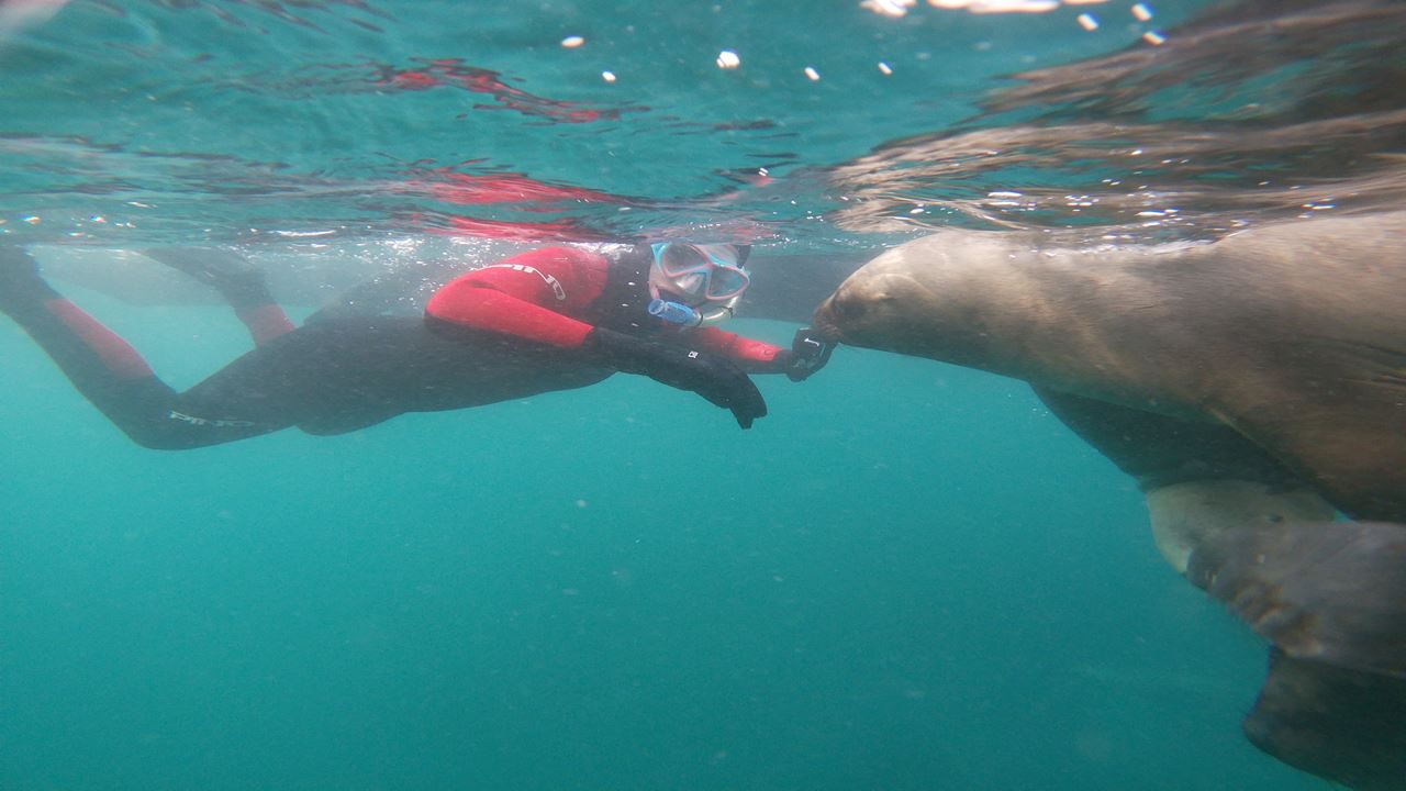 Snorkeling With Seal Wolves (7)