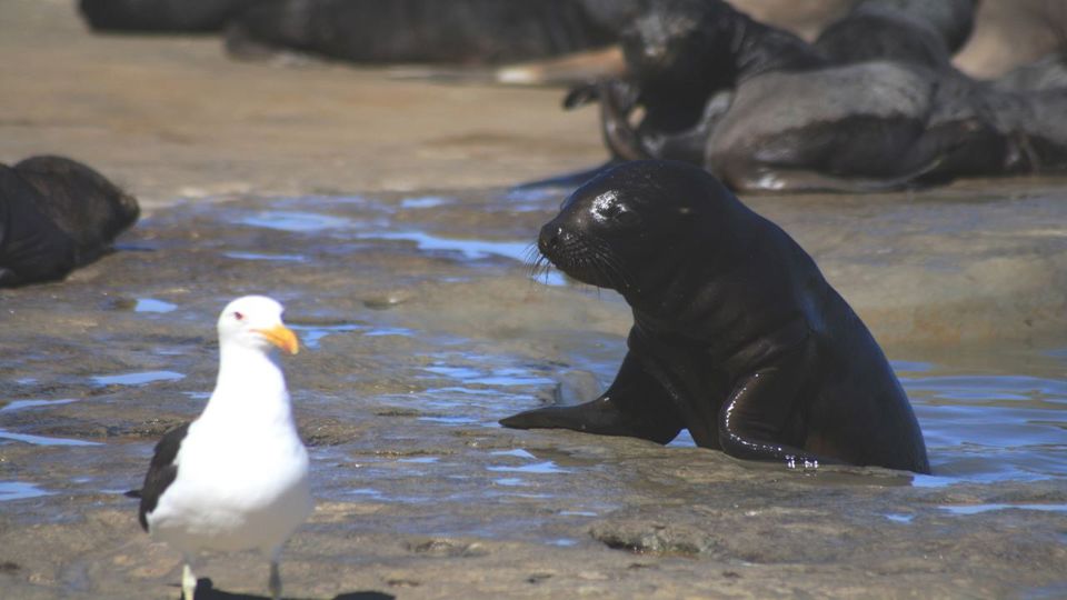 Snorkeling with Sea Lions in Punta Loma foto 7