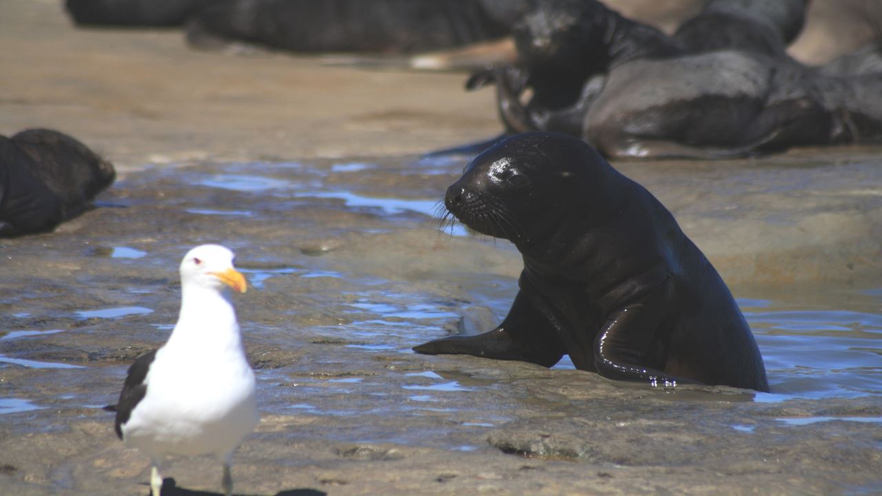 Snorkeling With Seal Wolves (6)