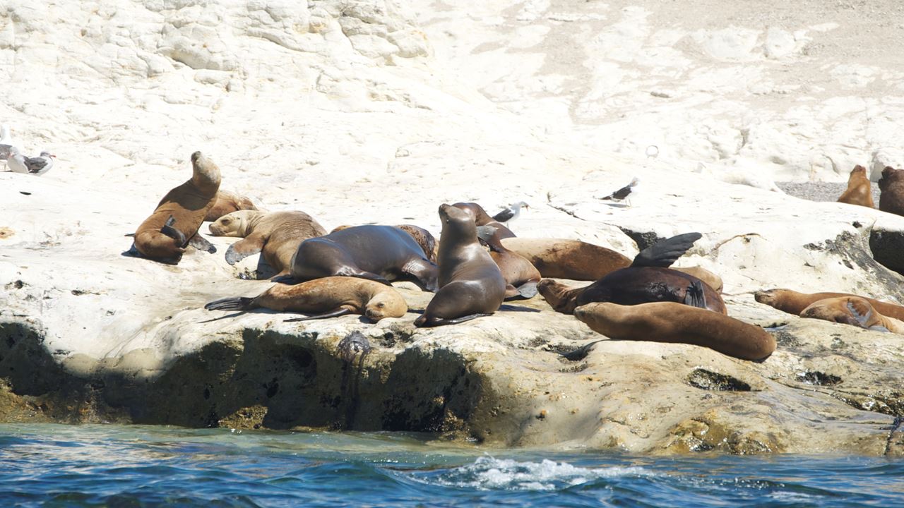 Snorkeling With Seal Wolves (3)