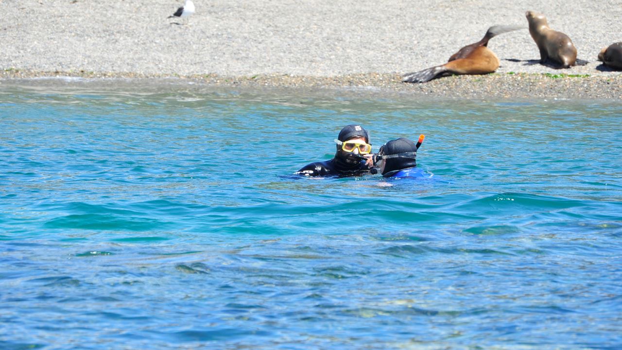 Snorkeling With Seal Wolves (5)