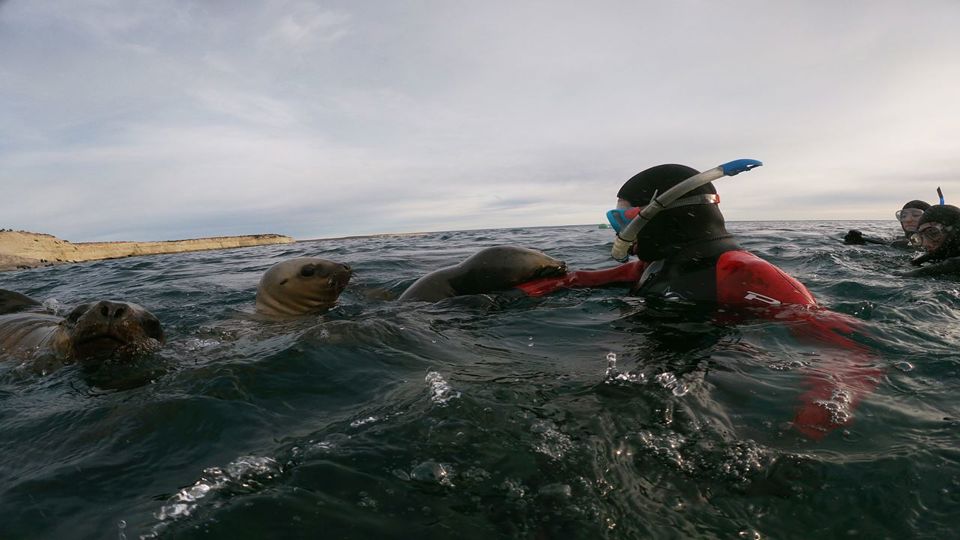 Snorkeling with Sea Lions in Punta Loma foto 2