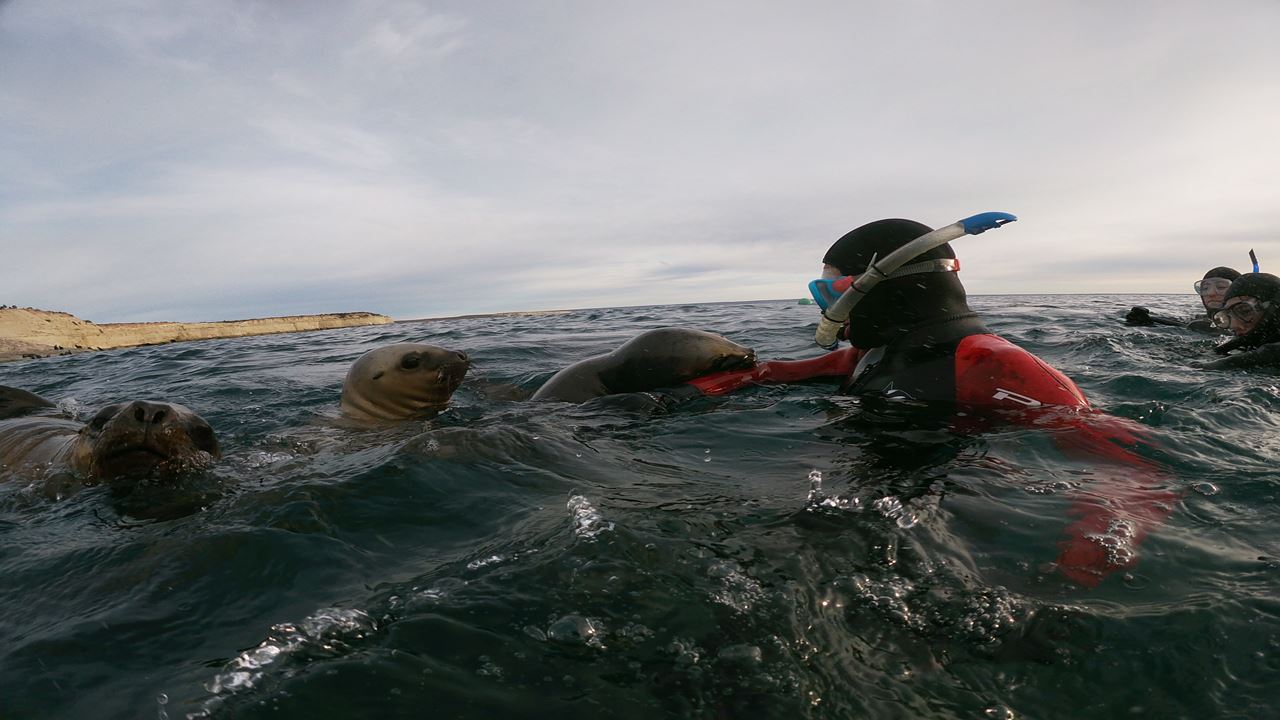 Snorkeling With Seal Wolves (1)