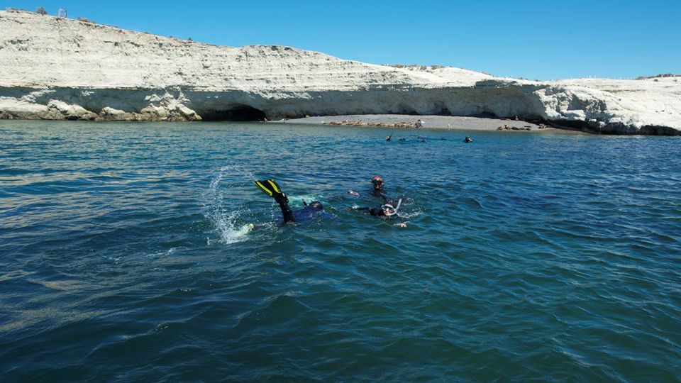 Snorkeling with Sea Lions in Punta Loma foto 3