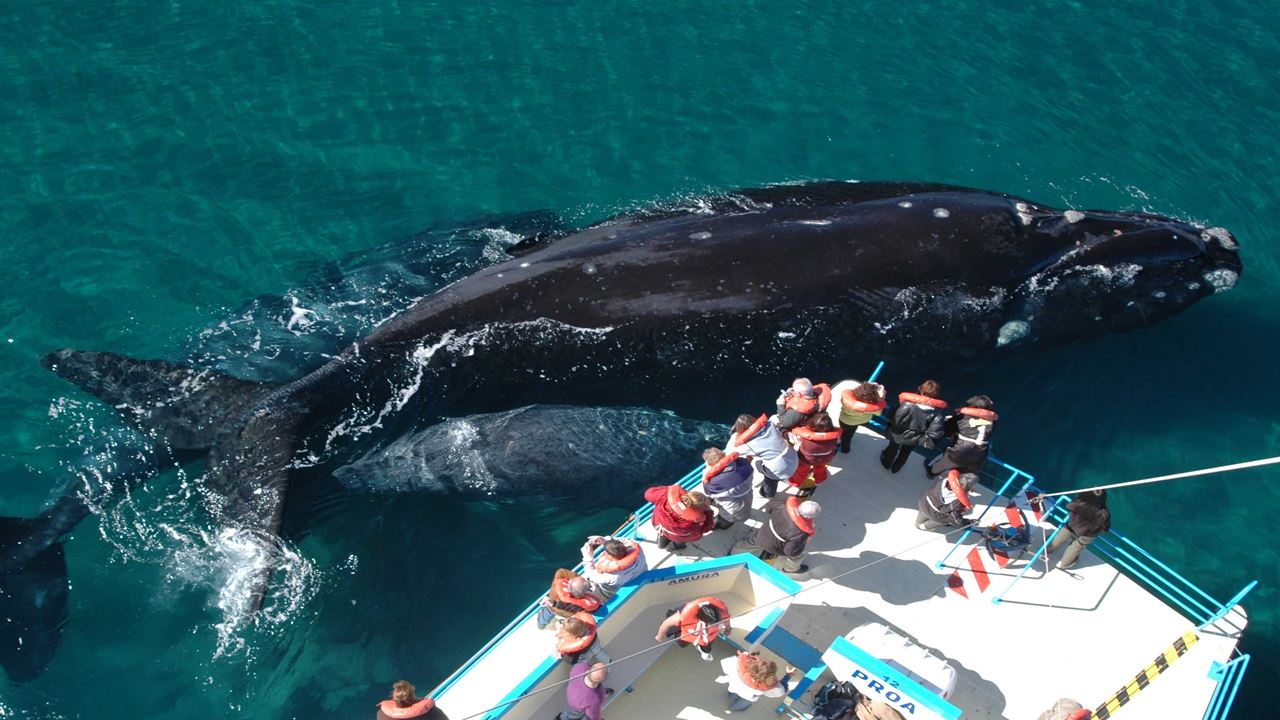 Whale Watching foto 1