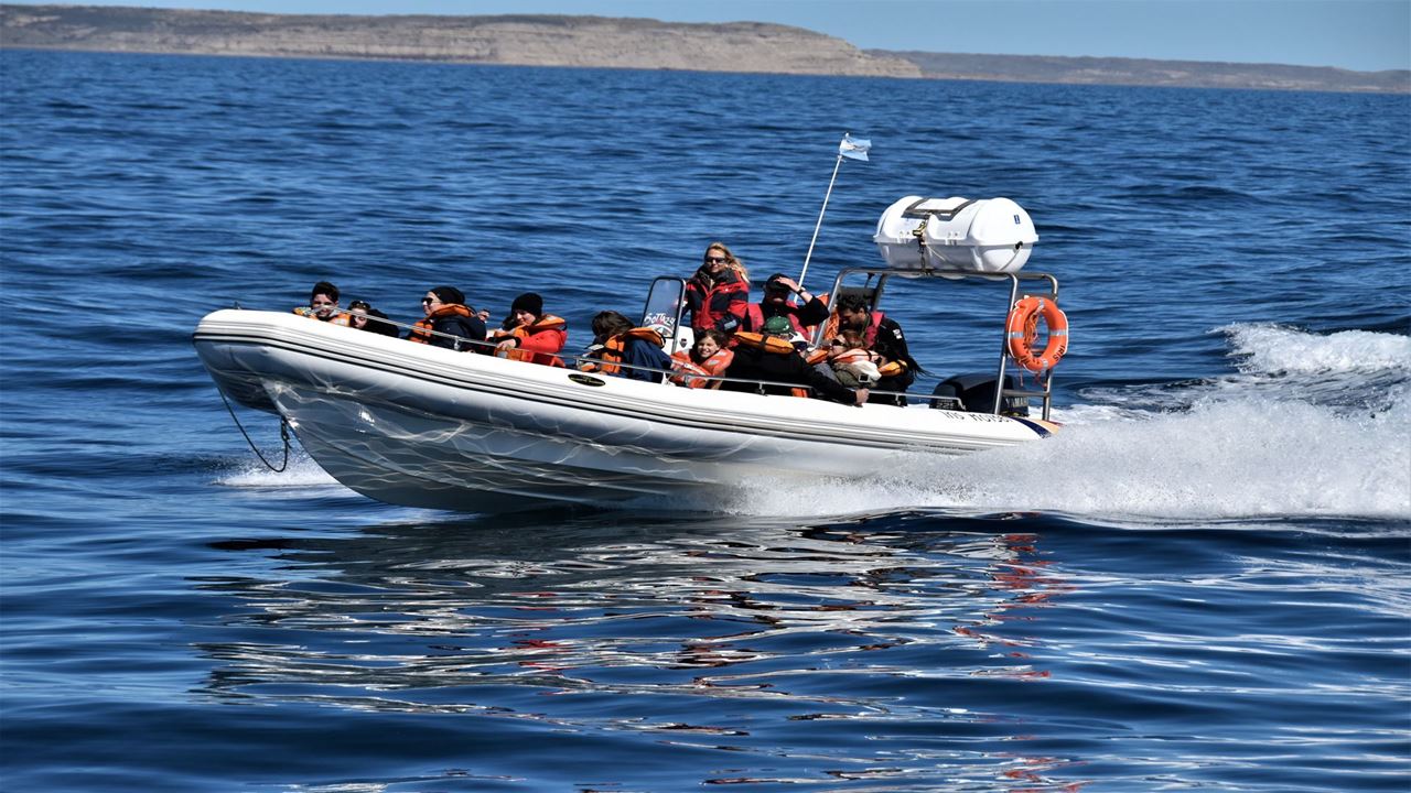 Whale Watching foto 4
