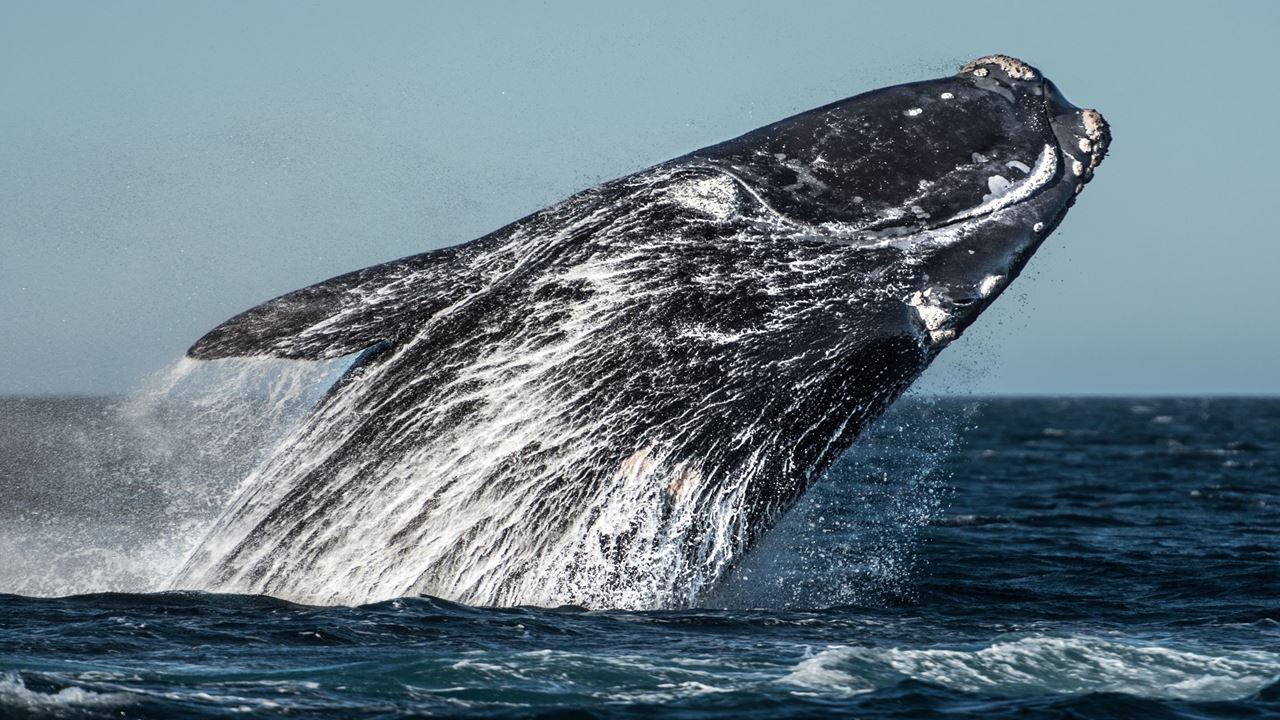 Whale Watching foto 3