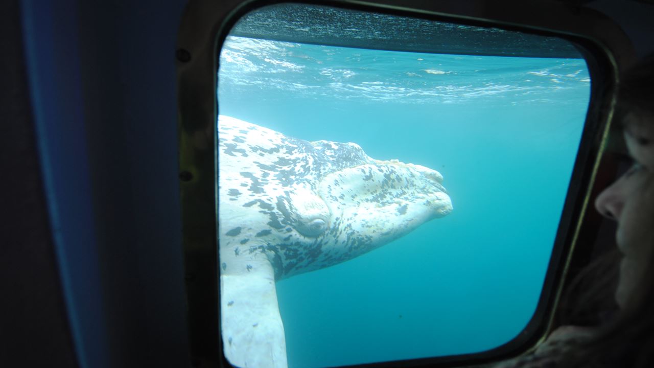 Underwater Whale Watching foto 6