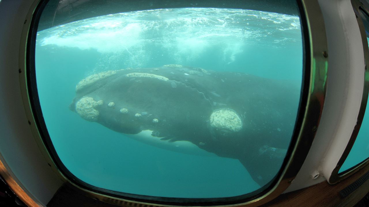 Underwater Whale Watching foto 1