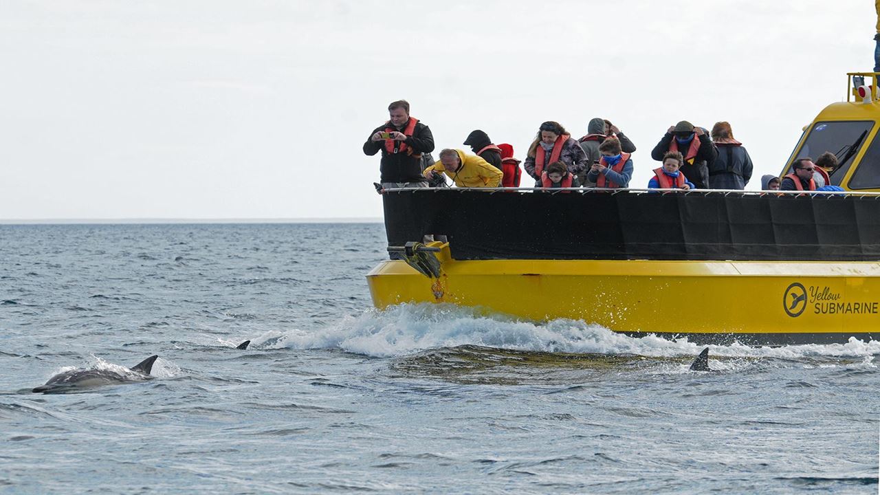 Underwater Whale Watching foto 3
