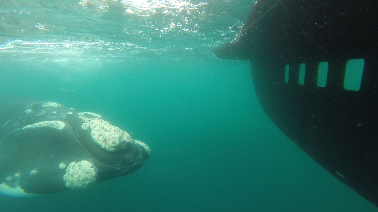 Underwater Whale Watching foto 9