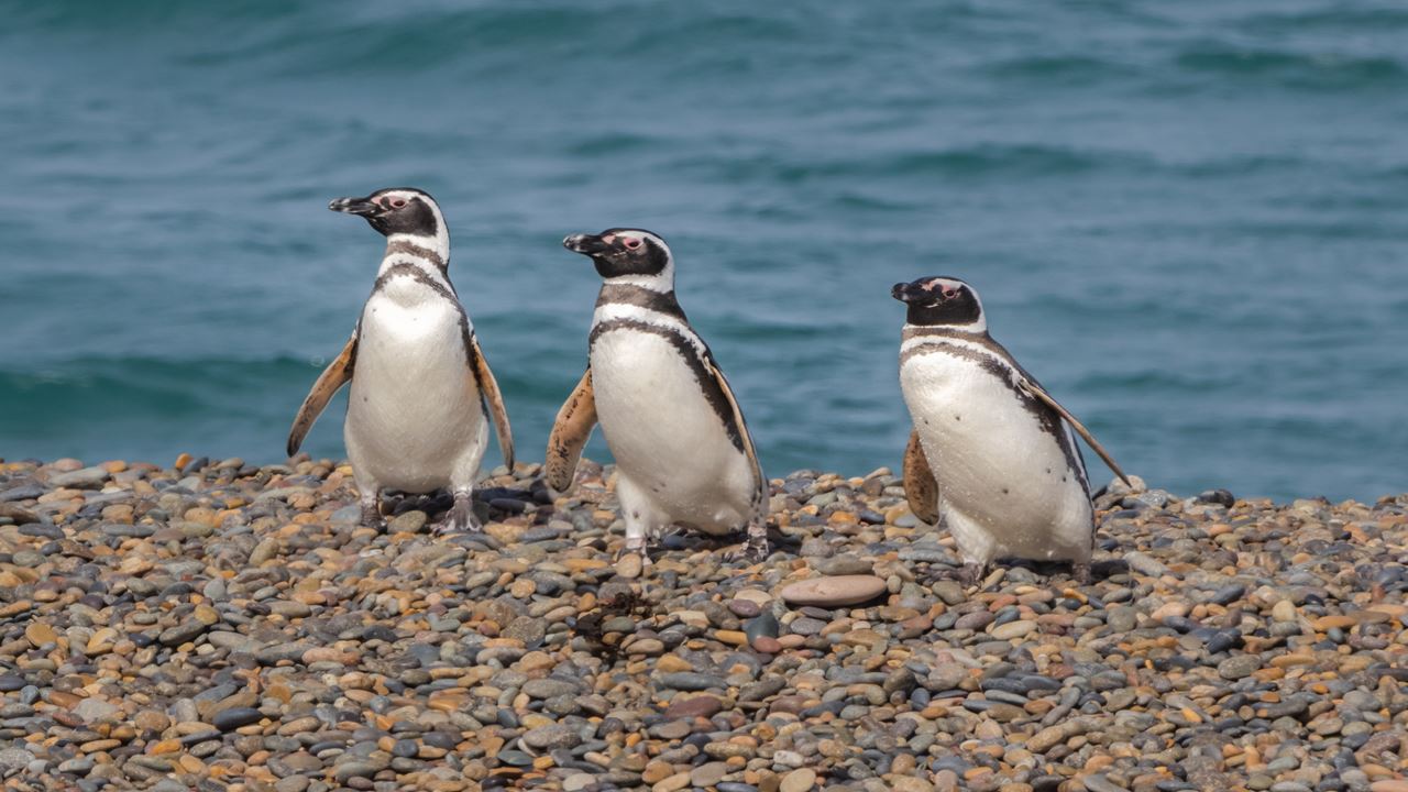 Offer: Punta Tombo And Airport Transfers foto 3