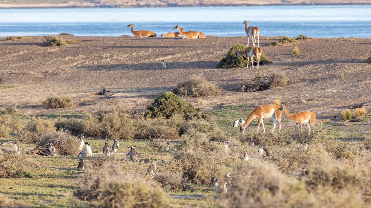 Offer: Punta Tombo And Airport Transfers foto 5