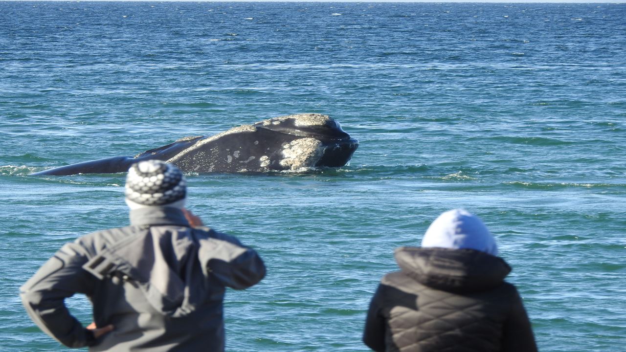 Coastal Whale Watching - El Doradillo Tour foto 2