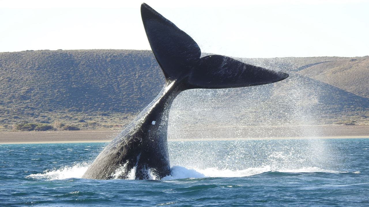 Coastal Whale Watching - El Doradillo Tour foto 1