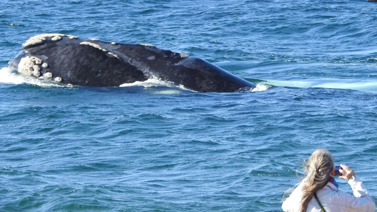 Coastal Whale Watching - El Doradillo Tour foto 8