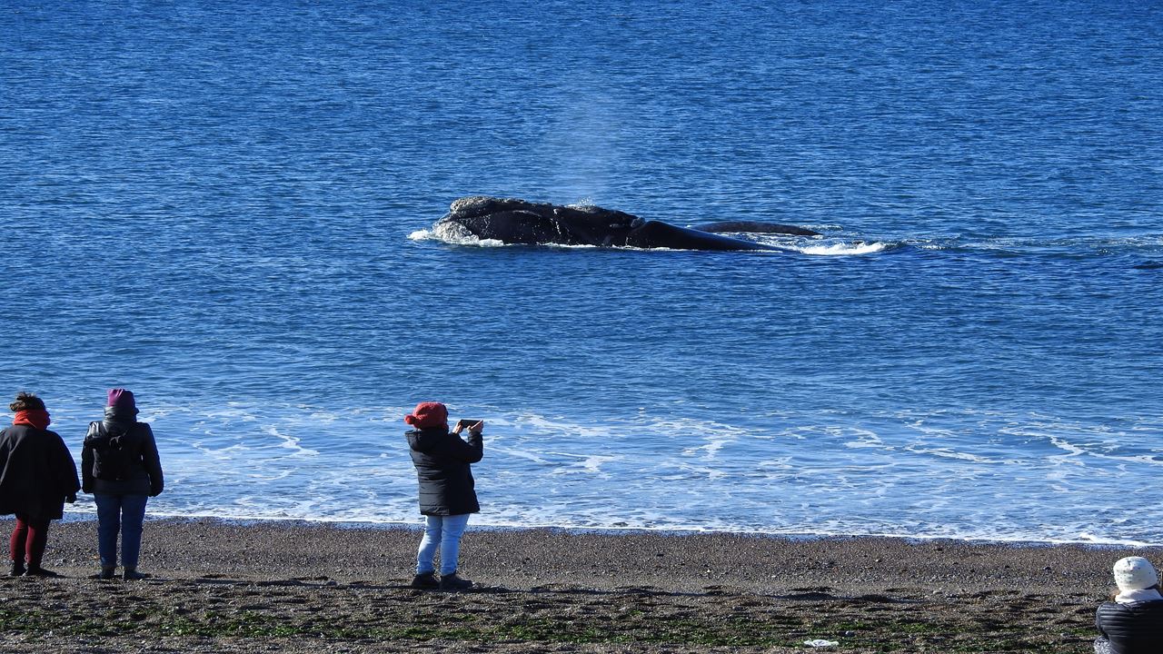 Coastal Whale Watching - El Doradillo Tour foto 9