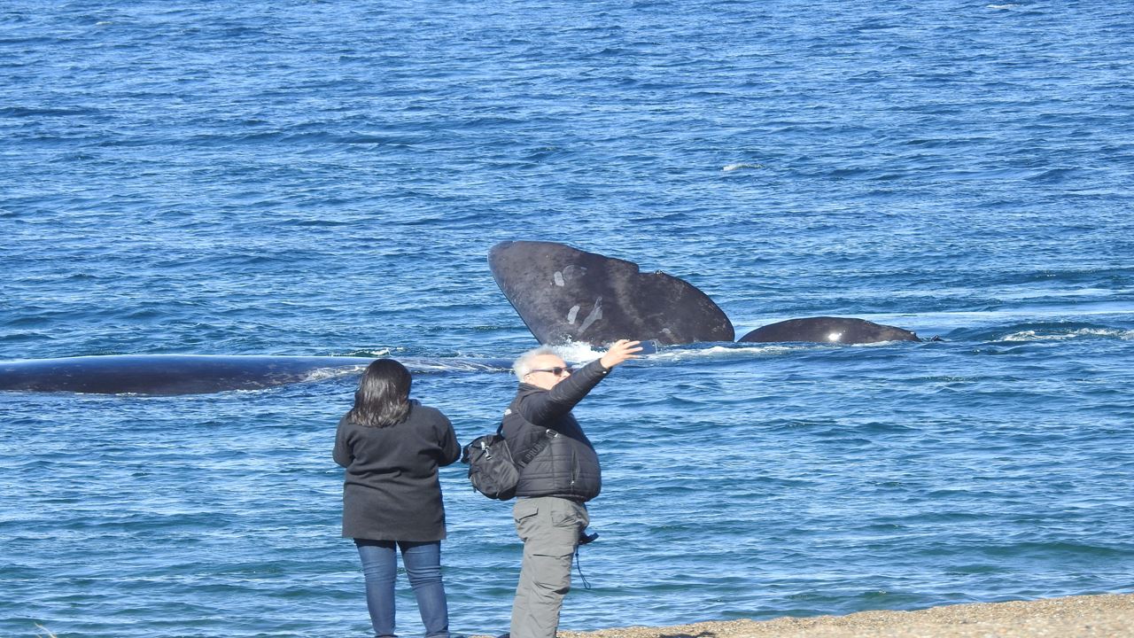 Coastal Whale Watching - El Doradillo Tour foto 5