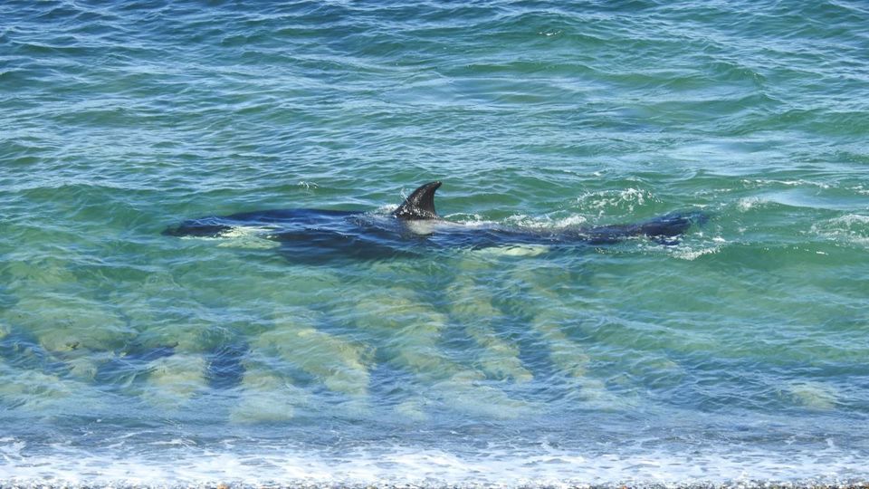 Orca Watching with Guide & Transfers foto 4