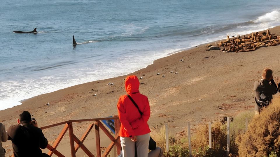 Orca Watching with Guide & Transfers foto 1