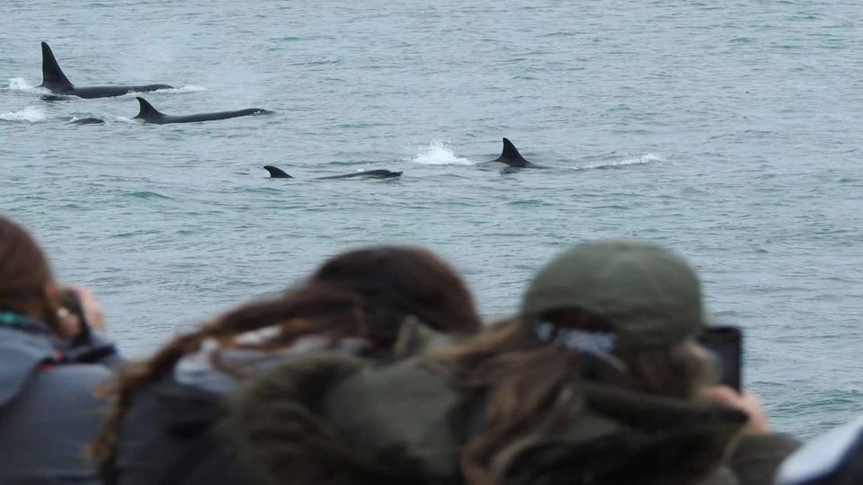 Orca Watching with Guide & Transfers foto 5