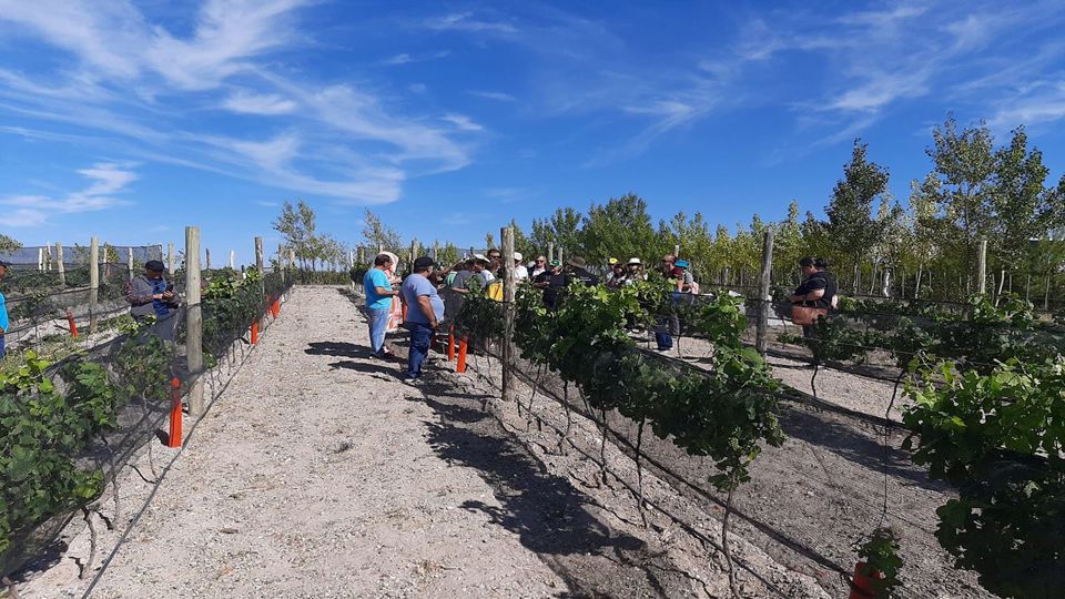 Punta Rombo Penguins & Ranch Lunch foto 4