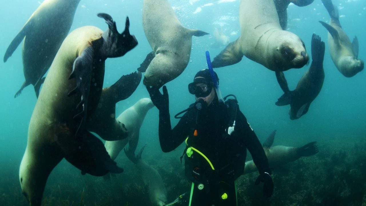 Buceo Con Lobos Marinos