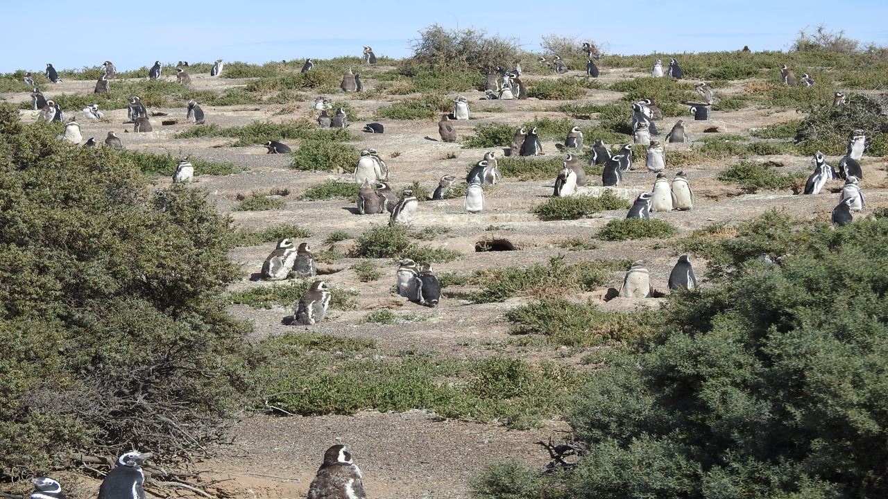 Excursión A Punta Tombo En Puerto Madryn Para Pasajeros En Crucero